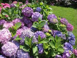 pictures hydrangeas