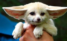 fennec foxes