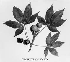 pictures buckeye tree