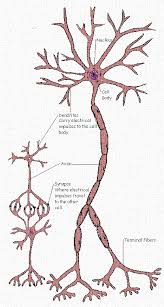 nerves