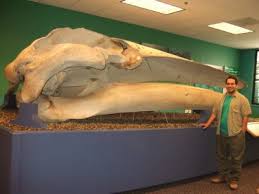 largest whale pictures