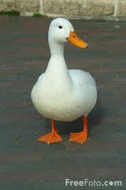 picture of a duck