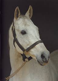 TURGEON (USA). grey horse