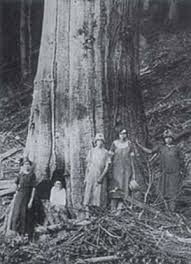 pictures chestnut trees