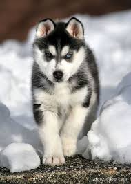 husky puppy