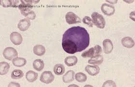 celula plasmatica