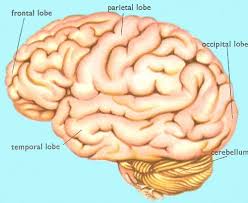 human brain image