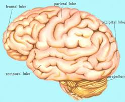 human brain