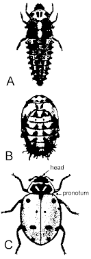 chinese beetle ladybug