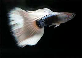 Aquarium en terrarium forum