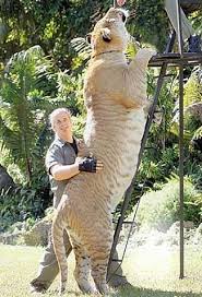 liger videos