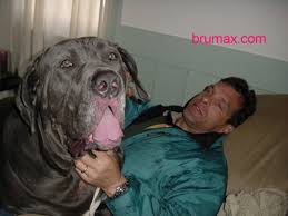 Neapolitan Mastiff big