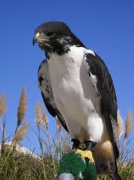 for Falcons and other NFL