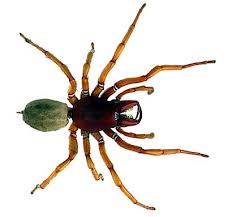 spiders photo