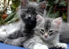 cats