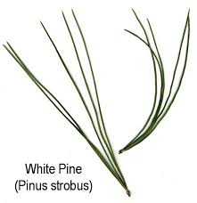 white pine needles