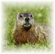 groundhog