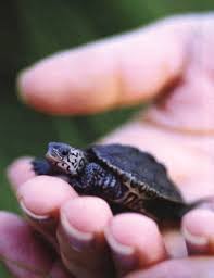 terrapin