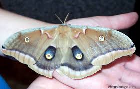 pictures of moths
