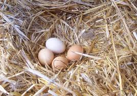 Chicken eggs Three things necessary for comfortable nesting boxes: