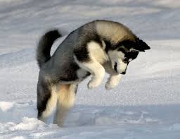 husky puppy