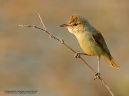 small birds pictures