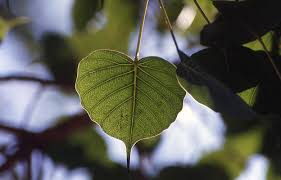 bodhi tree leaf