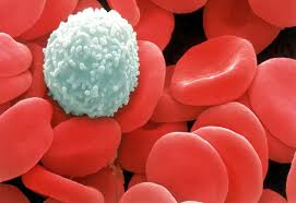 مكونات الدم Blood components White-blood-cell-amungst-red