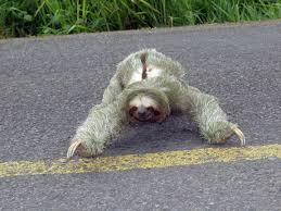 sloth