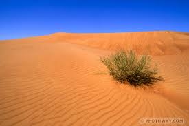 Desert survival guide how to