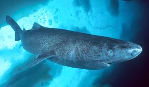 Spoiler for Greenland Shark: