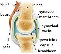 Bekijk de afbeelding op ware grootte