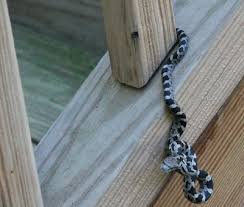 baby black snake pictures