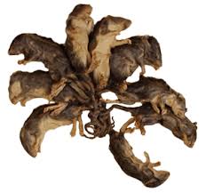 a Rat King would continue