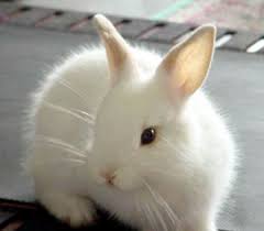 أكبر موسوعة صور للحيوانات Rabbit-0073