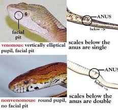 types of snakes