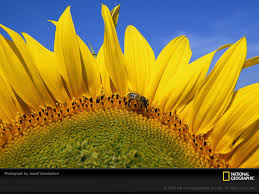 صور النحل Honey-bee-flower-1003637-sw