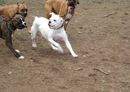 white boxer dogs