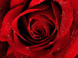 اجمل الورود A-Red-Rose-For-You