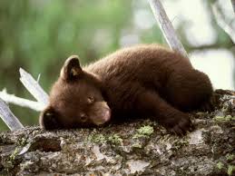 brown bears hibernation