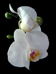 Gemeinschaftshaus Weisse-orchidee