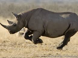 The Western Black Rhinoceros