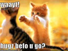 Funny Kittens Pictures Funny Kittens Pictures