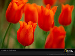 ورود.لاحلى.ورود.المدرسة Orange-tulips-blair-455148-sw