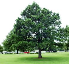 أشجار الصنوبر Pine_tree