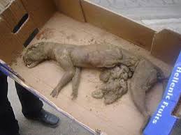 Legend Of The Chupacabra