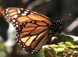 monarch butterfly photos