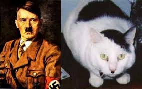 cats who look like Hitler.