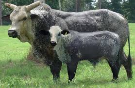bucking bulls