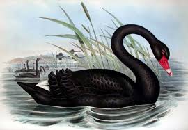 At Black Swan Management